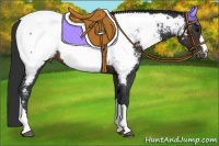 Horse Color:Brown Appaloosa 