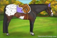 Horse Color:Brown Frame Appaloosa 