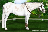 Horse Color:White Spotted Silver Buckskin Pearl Splash Appaloosa 