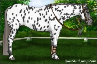 Horse Color:Smoky Black Near Leopard 