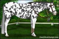 Horse Color:Black Splash Near Leopard 