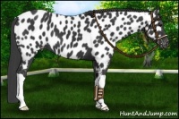 Horse Color:Black Near Leopard 