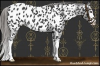 Horse Color:Black Splash Near Leopard 