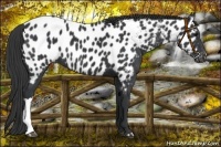 Horse Color:Black Near Leopard 