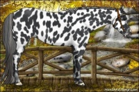 Horse Color:Black Appaloosa