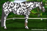 Horse Color:Black Near Leopard 