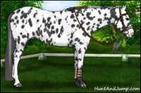 Horse Color:White Spotted Black Appaloosa 