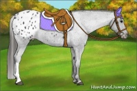 Horse Color:Blue Roan Appaloosa 