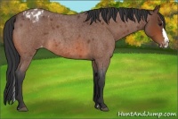 Horse Color:Bay Roan Splash Varnish 
