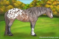 Horse Color:Brown Appaloosa