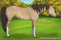 Horse Color:White Spotted Buckskin Dun Rabicano 