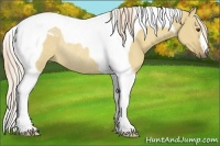 Horse Color:Palomino Dun Tobiano Rabicano