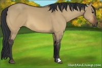 Horse Color:Bay Dun