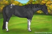 Horse Color:Black Tobiano Appaloosa 