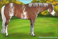 Horse Color:White Spotted Silver Bay Splash 