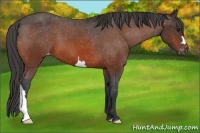 Horse Color:Bay Appaloosa