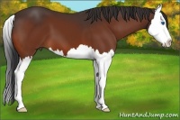 Horse Color:Bay Splash 