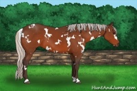 Horse Color:White Spotted Silver Brown