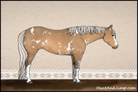 Horse Color:White Spotted Silver Buckskin Rabicano 