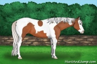 Horse Color:Silver Brown Splash Tobiano 