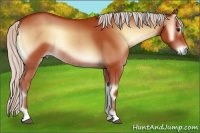 Horse Color:Silver Bay Onyx Rabicano 