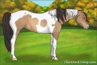 Horse Color:Amber Champagne Tobiano 