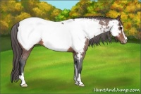 Horse Color:Bay Sabino Appaloosa 