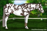 Horse Color:Liver Chestnut Splash Frame Appaloosa 