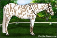 Horse Color:Palomino Sabino Near Leopard 