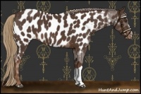 Horse Color:Liver Chestnut Near Leopard 