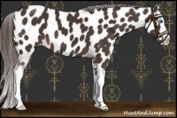 Horse Color:Liver Chestnut Sabino Splash Appaloosa 