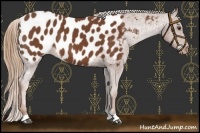Horse Color:Chestnut Appaloosa 