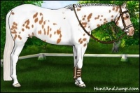 Horse Color:Silver Bay Tobiano Near Leopard 