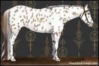 Horse Color:Sable Cream Champagne Leopard 