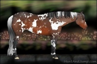 Horse Color:White Spotted Bay 