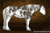 Horse Color:White Spotted Liver Chestnut Sabino Splash
