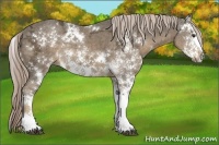 Horse Color:Chocolate Palomino Ice Sabino Rabicano