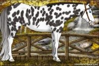 Horse Color:Liver Chestnut Splash Appaloosa 