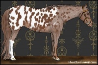 Horse Color:Chestnut Appaloosa 