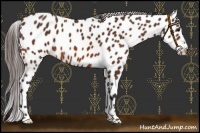 Horse Color:Bay Leopard 