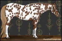 Horse Color:Chestnut Near Leopard 