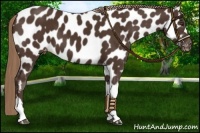 Horse Color:Liver Chestnut Near Leopard 