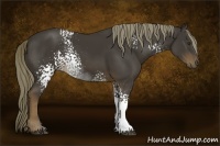 Horse Color:White Spotted Liver Chestnut Sabino