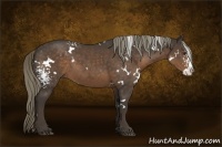 Horse Color:White Spotted Liver Chestnut Splash 