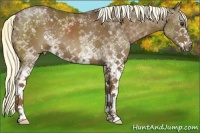 Horse Color:White Spotted Liver Chestnut 