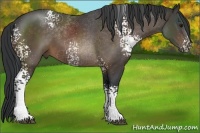 Horse Color:White Spotted Bay 