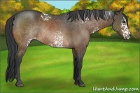 Horse Color:White Spotted Brown