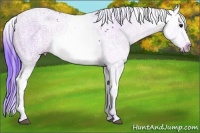 Horse Color:Watercolor White Spotted Bay Ice Rabicano 