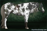 Horse Color:White Spotted Liver Chestnut 