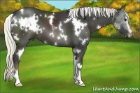 Horse Color:White Spotted Liver Chestnut Sabino 